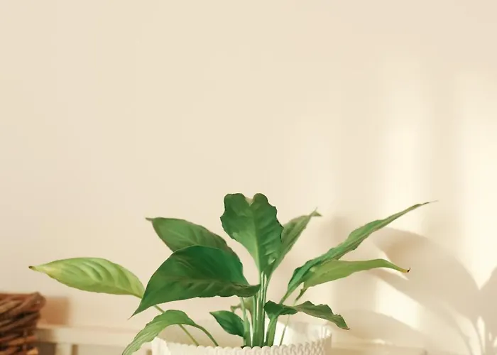 Casa de Campo I Dão Casas Da Fraga