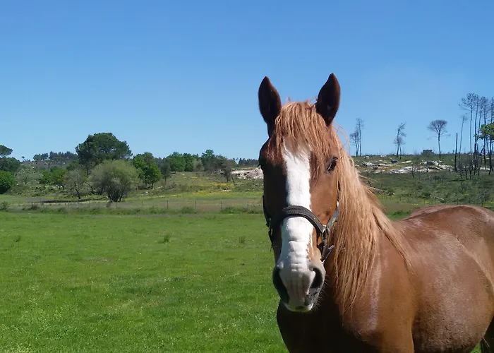 Casa de Campo I Dão Casas Da Fraga São Gemil