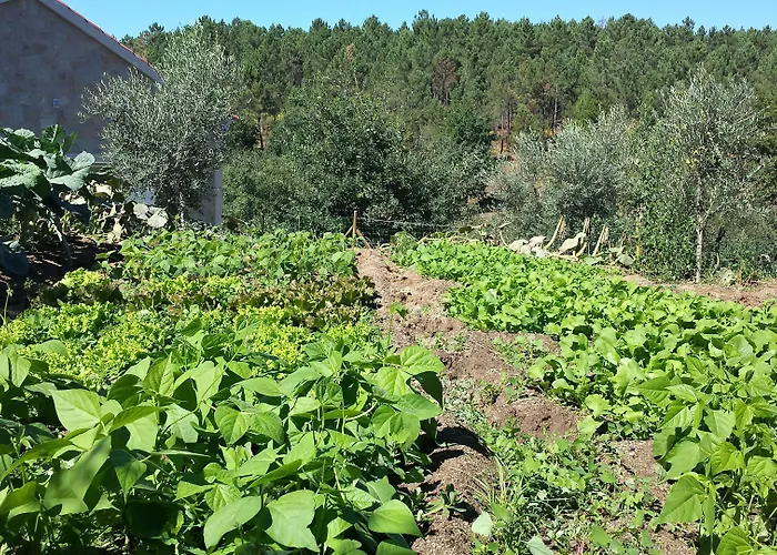 I Dão Casas Da Fraga Casa de Campo São Gemil